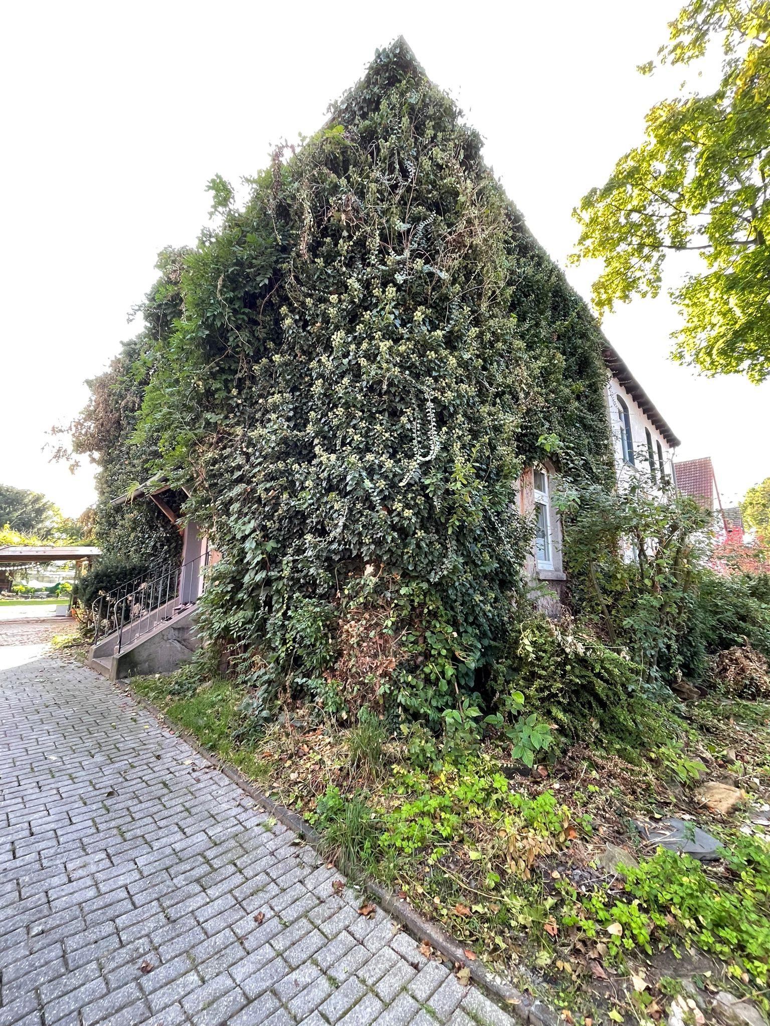 Heckenentfernung an verwildertem Hausgarten in Essen